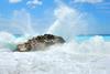 Waves splashing on a rock producing spray