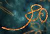 artist's impression of an ebola virus in the body