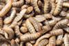 Black soldier fly larvae used for protein animal feed ingredient, Close up