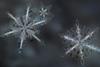 A photograph of snowflakes