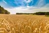 A photograph of a wheat field