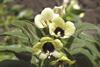 White henbane (Hyoscyamus albus)