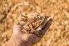 A handful of dry technological wood chips. Selective focus.