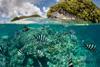 Damselfish swim in shallow water in Palau's inner lagoon. Palau is known for its beautiful rock islands, prolific marine life, and world class scuba diving and snorkeling.