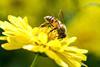 Picture of a honey bee collecting pollen from a flower