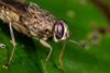 Tsetse Fly