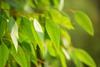 An image showing eucalyptus tree leaves