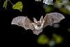 Grey long-eared bat (Plecotus austriacus)