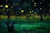 Fireflies in the forest