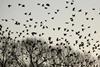 Crows flying over trees