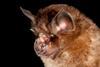 An image showing a horseshoe bat