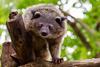 A binturong looking at the camera