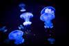 An image showing a bioluminescent jellyfish