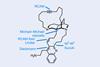 An image showing (+)-njaoamine