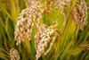 An image showing a rice plant