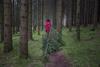 A photo of a person seen dragging a large fir tree along a small footpath through a dense pine forest