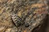 Zebra mussels