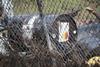 An oil drum that has been moved by bad weather and a flood resting against a chain link fence