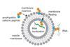 rna-protocell