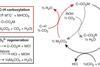 molten_salt_bond_formation