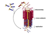 An illustration of the parasitic-behaviour of self-replicating molecules