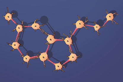 Serotonin and neurons